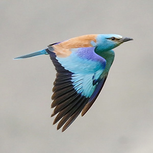 European Roller